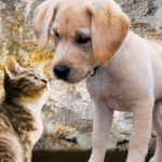 Arriva il decreto per il bonus animali domestici: ecco come richiederlo per gli over 65