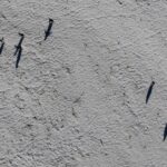 Aumento temporaneo del ghiaccio in Antartide: cosa rivelano i dati satellitari della NASA