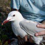 Convegno sulla biodiversità all’Arcipelago Toscano: un’importante iniziativa per la ricerca scientifica