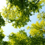 Evento musicale a Padova per celebrare la bellezza della natura