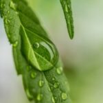 Festival della biodiversità 2025: intelligenze naturali e artificiali al Parco Nord Milano