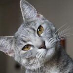 La scienza celebra il dialogo con gli animali: un segno di intelligenza emotiva