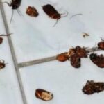 Allerta insetti a Roma: avvistamenti di blatte volanti in diversi quartieri