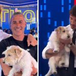 Gennarino, il Jack Russell che conquista Affari Tuoi: tra successi e polemiche