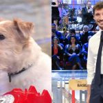 Gennarino, il jack russell di Affari tuoi: storia e curiosità sul cane che ha conquistato il pubblico