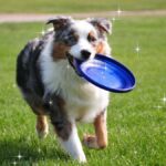 Giugno: il mese della socializzazione per i cani e i loro padroni