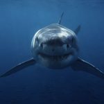 Lo squalo compie 50 anni: l’eredità di un film che ha cambiato la percezione degli squali