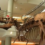 Nuove scoperte sul T. rex: un predatore lento e piumato, lontano dai miti cinematografici
