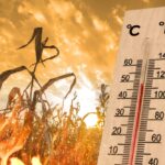 Ondate di calore e parassiti: uno studio rivela l’impatto sulla salute pubblica