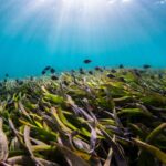 Roberto Danovaro: il restauro degli ecosistemi marini come sfida del secolo