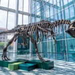 Un dinosauro a Palazzo: il Giganotosaurus in mostra al Grattacielo della Regione Piemonte fino al 30 novembre