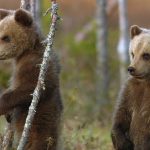 Gran Paradiso Film Festival 2025: un viaggio tra intelligenze animali, umane e artificiali