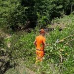Il TAR del Lazio autorizza il taglio di alberi per il nuovo stadio della Roma: ecco cosa succede