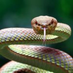 Il serpente: simbolo di potere e trasformazione, ma anche specie a rischio